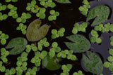 Giant Duckweed