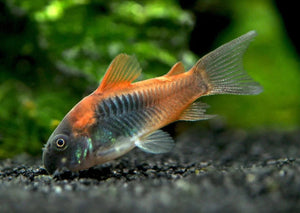 CORYDORAS VENEZUELA ORANGE
