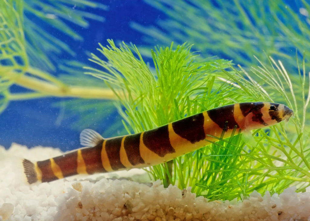 Kuhli Loach