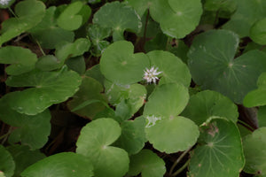 Hydrocotyle Leucocephala Giant Cardamine