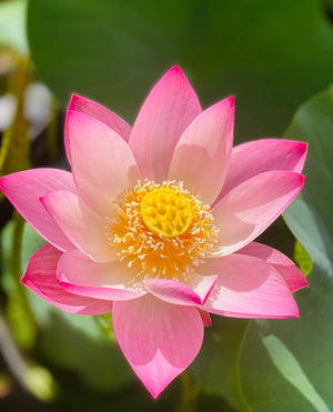 Assorted Pink Lotus Tubers and Runners