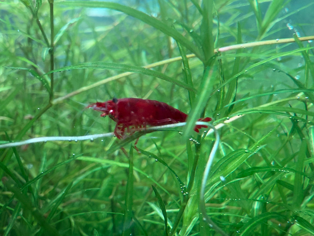 Bloody Mary Shrimp