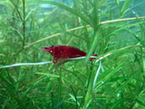 Bloody Mary Shrimp