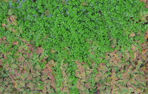 Pearlweed "Pearl Grass"