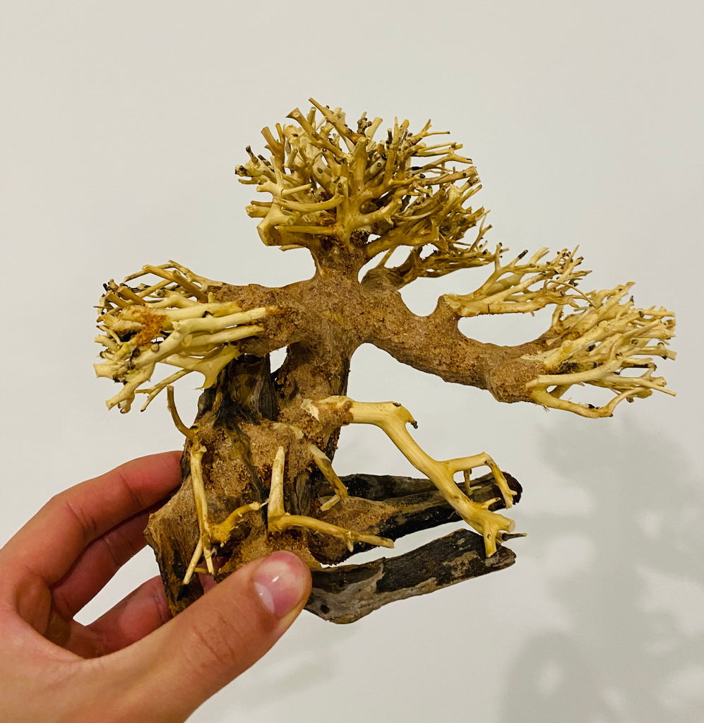 Small Aquascaping Handmade Aquatic Bonsai Driftwood Tree