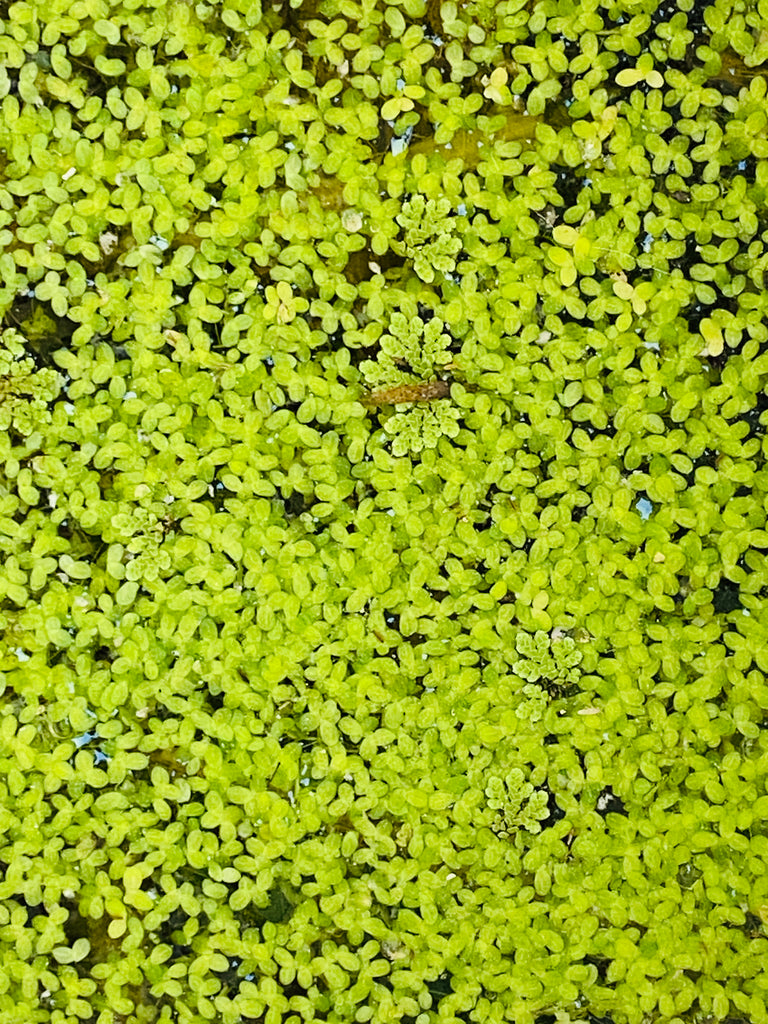 Duckweed