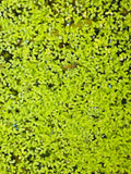 Duckweed