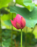 Bowl Lotus Seedlings