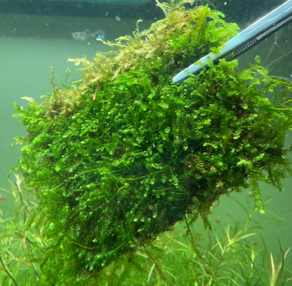 8x8cm Weeping Moss "Vesicularia Ferriei