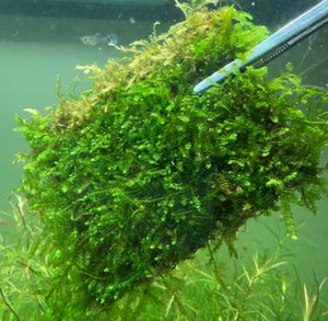 8x8cm Weeping Moss "Vesicularia Ferriei
