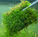 8x8cm Weeping Moss "Vesicularia Ferriei