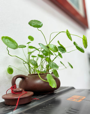 Hydrocotyle Verticillata