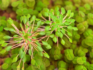 Ludwigia Sedoides