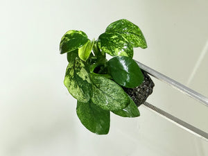 Anubias Pinto