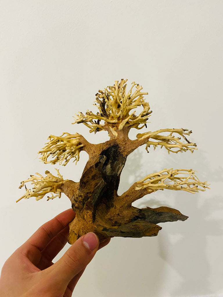 Aquarium Bonsai Driftwood