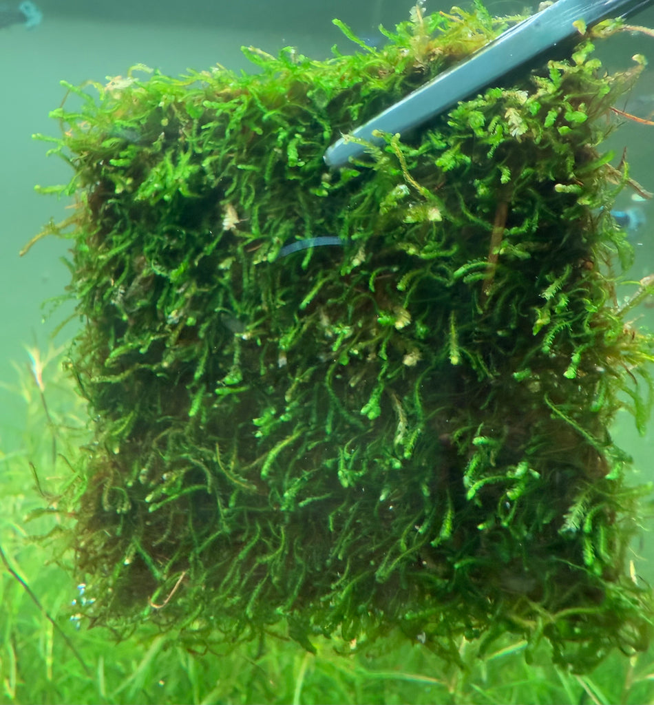 8x8cm Flame Moss (Taxiphyllum 'Flame')