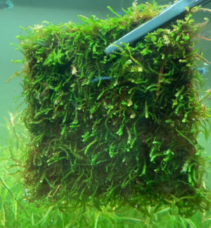 8x8cm Flame Moss (Taxiphyllum 'Flame')