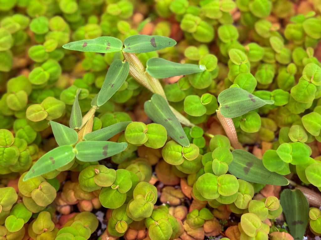 Floating Bamboo "Hygroryza Aristata"