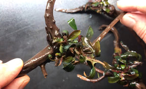Assorted Bucephalandra on Driftwood