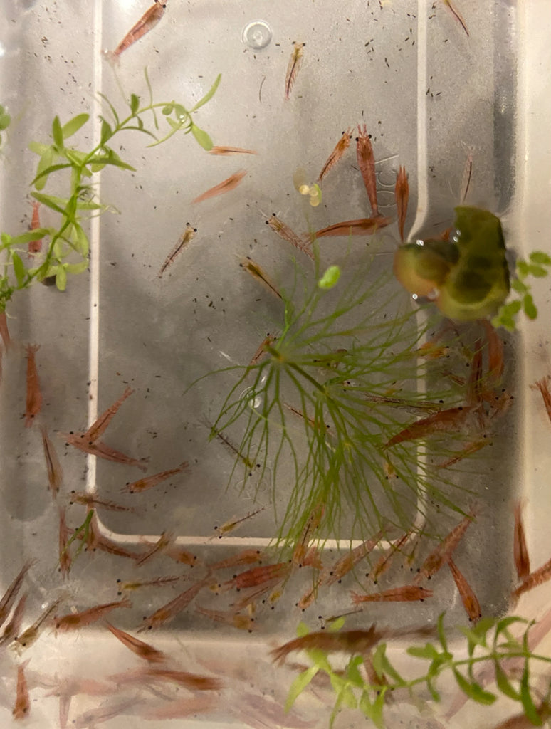 Red Cherry Shrimp