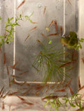 Red Cherry Shrimp