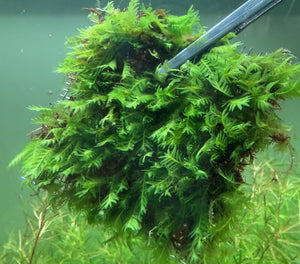 8x8cm Rare Fissidens sp. "Nobilis"