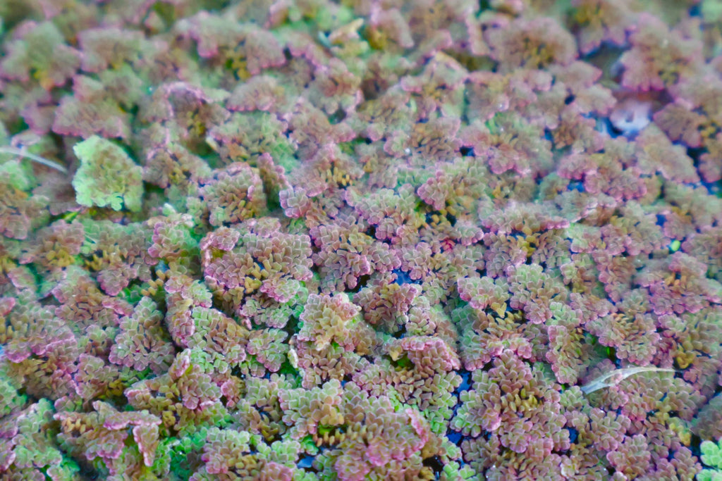 Flaming Red Azolla