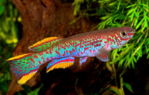 Gardneri Killifish
