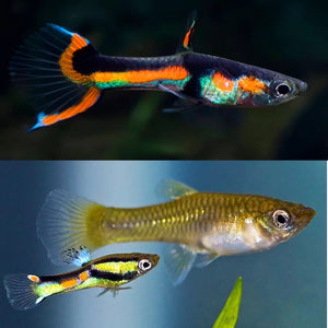 Guppy Endlers