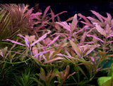 Hygrophila Polysperma