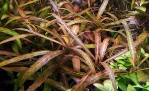 Hygrophila Sp. 'Tiger'