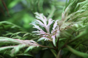 Hyptis laciniata