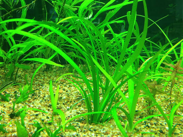 Sagittaria subulata