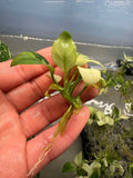Anubias Nana White