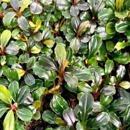 水草 BUCEPHALANDRA for kawamasa Bucephalandra Brownie Red - Buce Plant For Sale