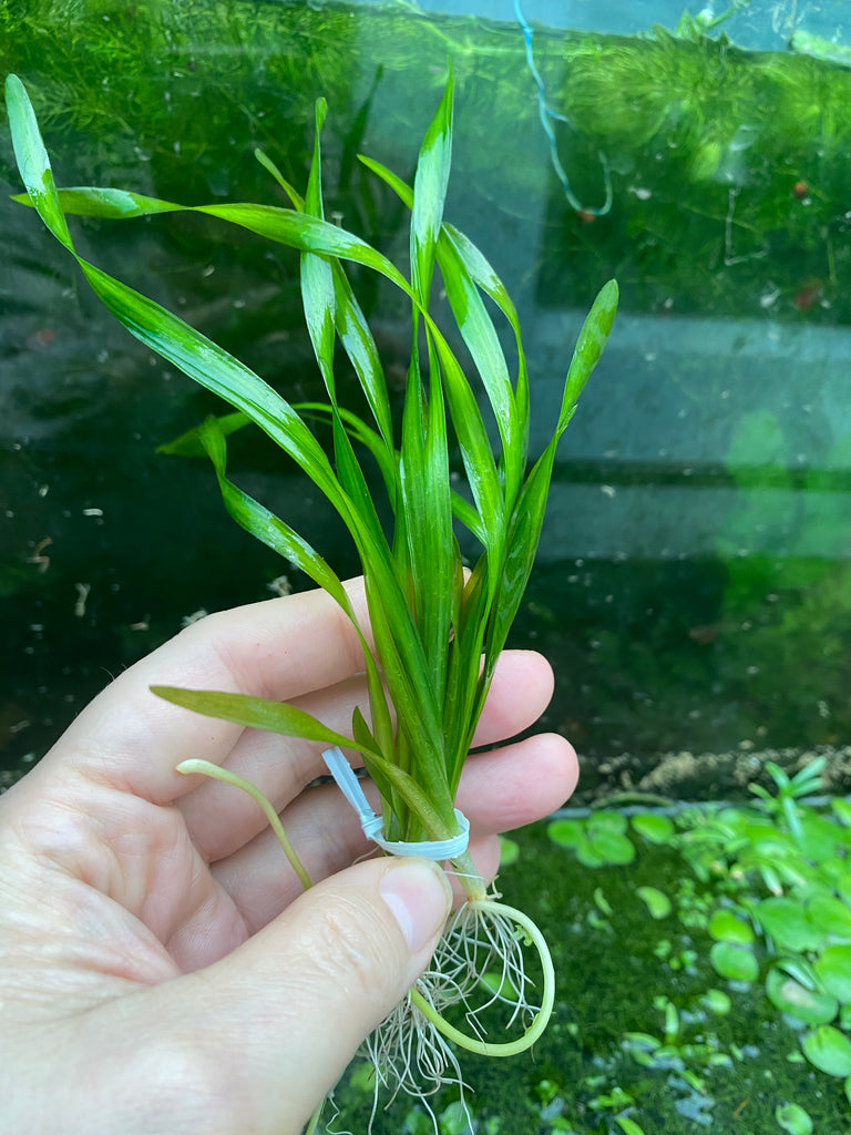 Corkscrew Vallisneria