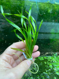Corkscrew Vallisneria