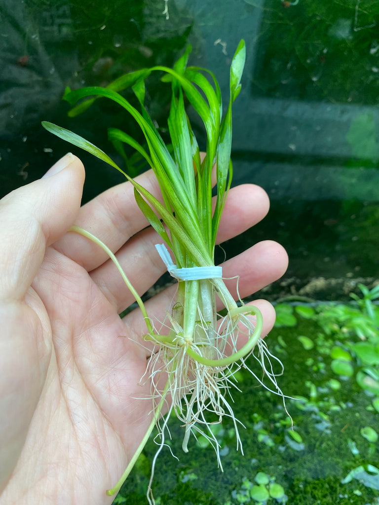 Corkscrew Vallisneria