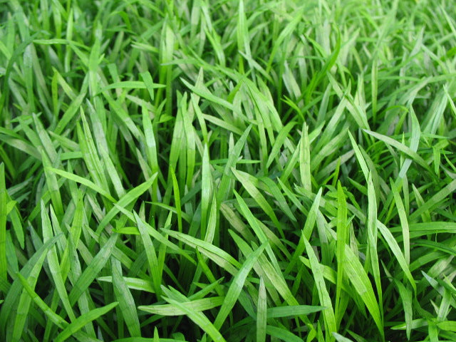 Lilaeopsis