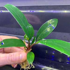 Anubias Afzelii