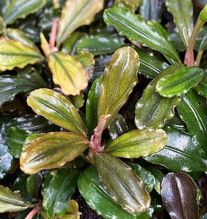 Bucephalandra Sp. Emerald sale