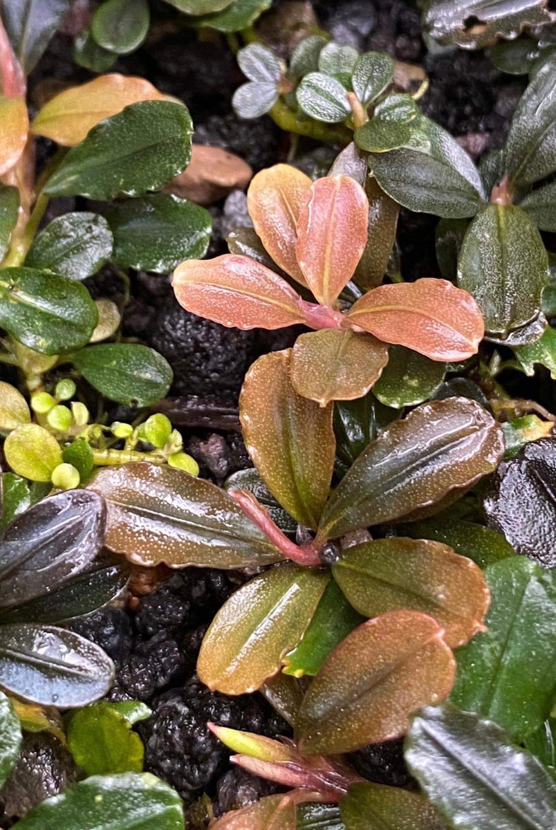 Bucephalandra Sp. Mini Melon- Australian Buce Plant For Sale
