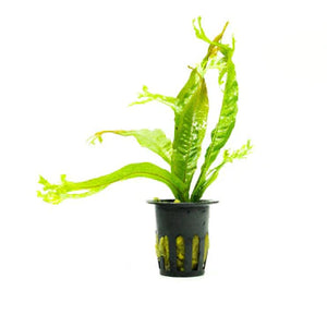 Java Fern 'Thor's hammer'