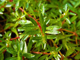 Narrow leaf Ludwigia