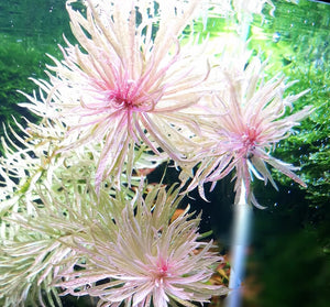 Ludwigia White | Ludwigia Inclinata