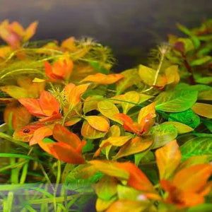 ludwigia_atlantis