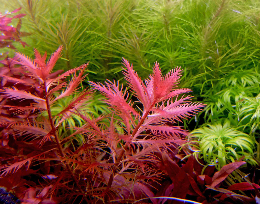 Mermaid Weed