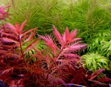 Mermaid Weed