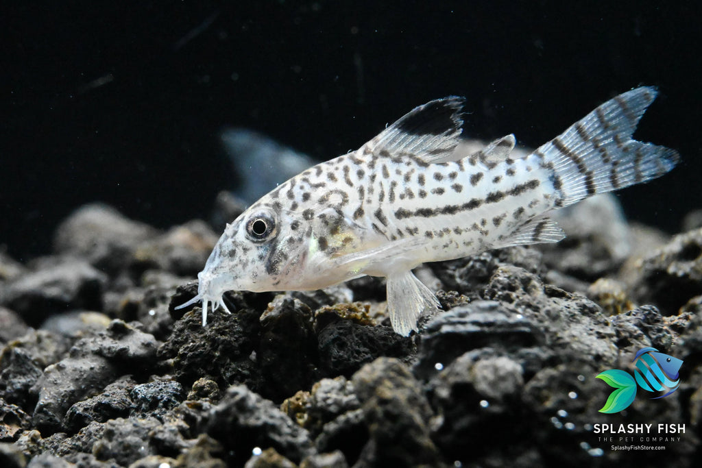 corydoras julii