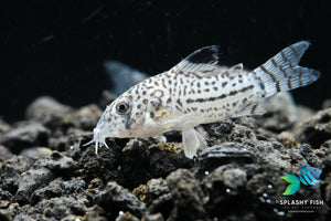 corydoras julii